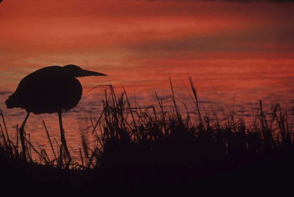 FL, Tampa Bay Silhouette of great blue heron